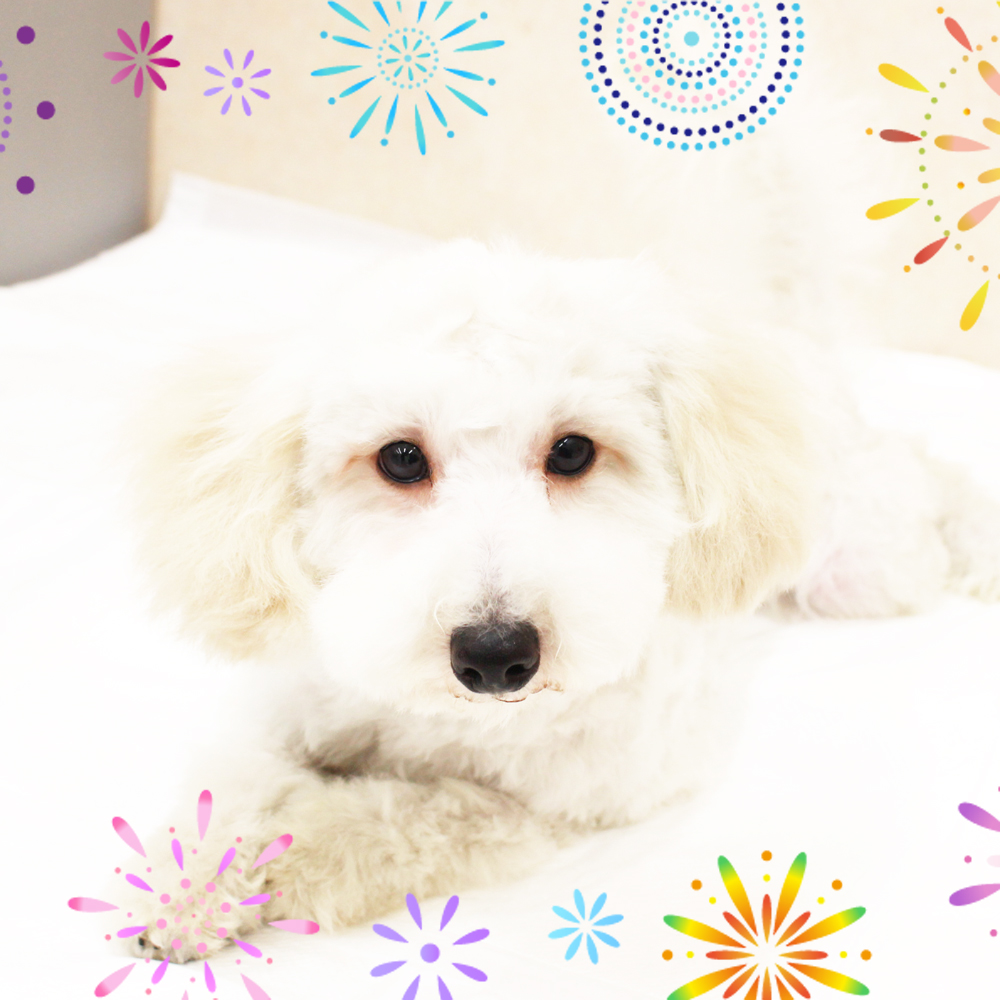 7月で1歳になりました！